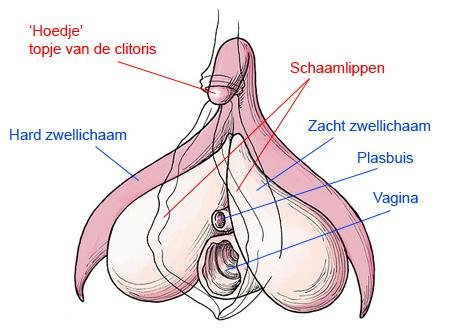 Anatomie clitoris