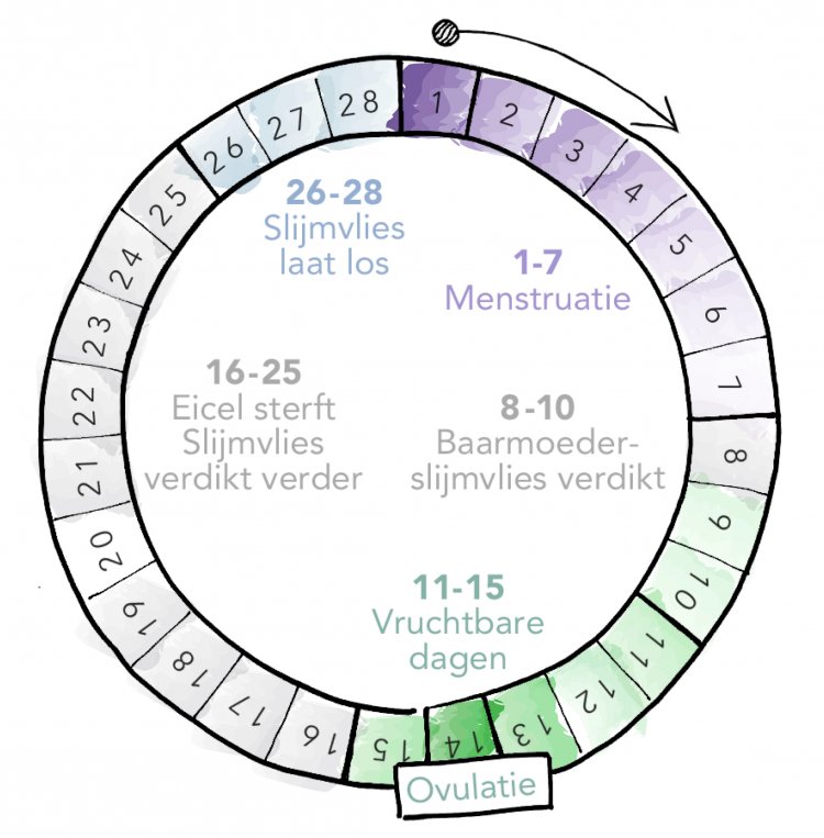 Heerlijk schroef Soms soms De menstruatiecyclus: verschillende fasen | Gezondheidsnet