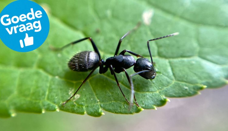 Zwarte mier op een groen blaadje