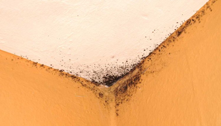 schinmmel op plafond