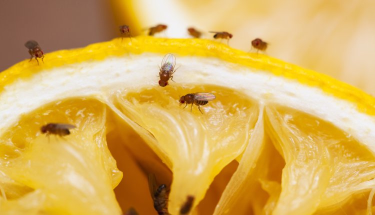 Fruitvliegjes op een sinaasappel