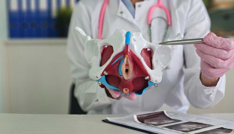 dokter wijst bekkenbodem aan