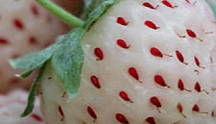 Witte aardbei
