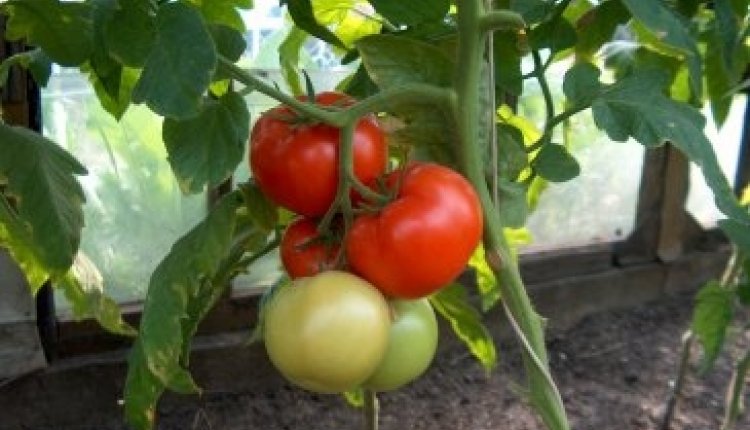 Tomaten