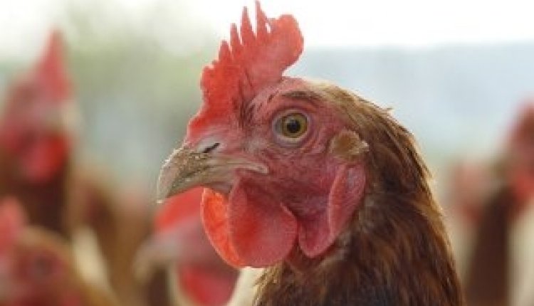 Vogelgriep