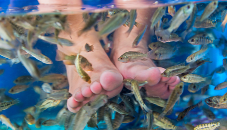 Dr Fish