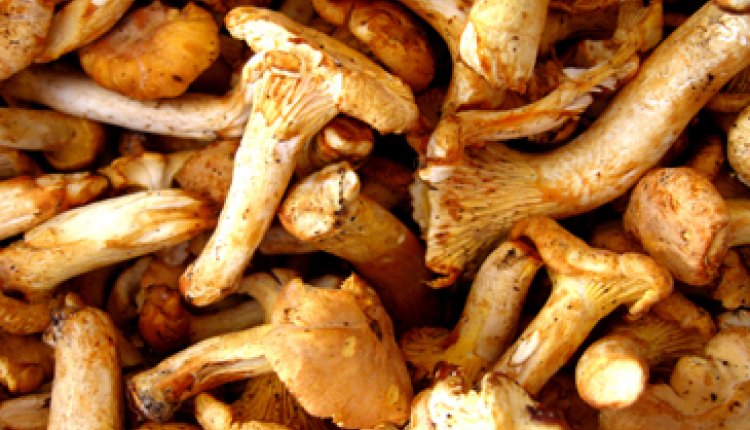 Recept 69 (paddestoelen)
