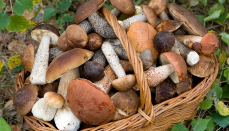 Paddestoelen mand