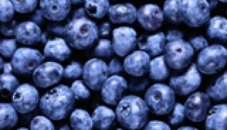 Blauwe bes