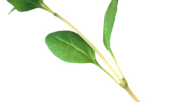 Oregano
