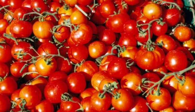 Tomaten