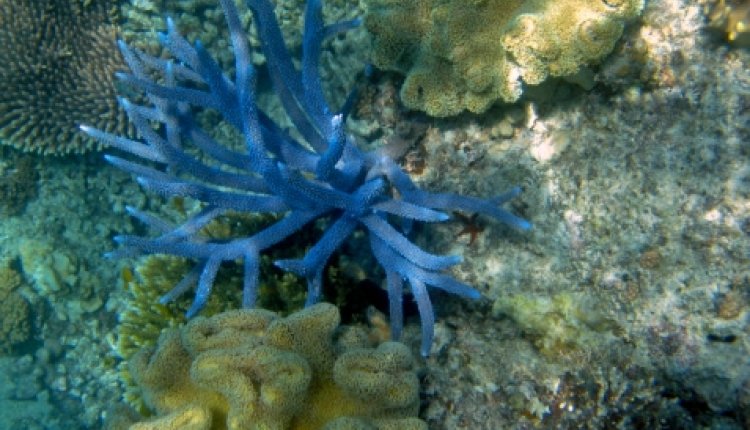 Great Barrier Reef