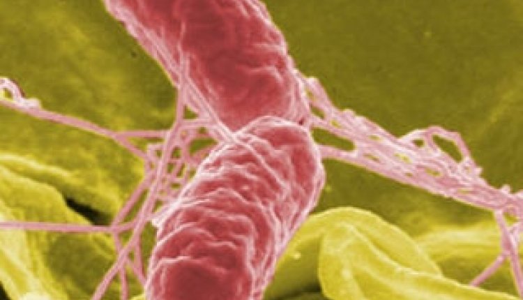 Bacterien