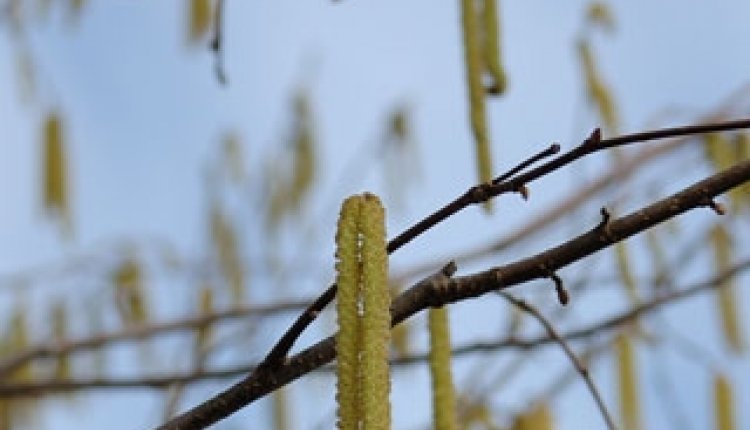 Pollen