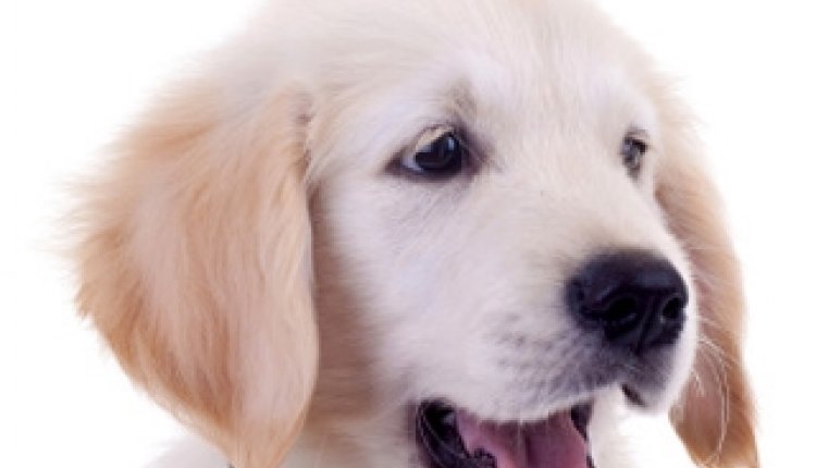 Honden