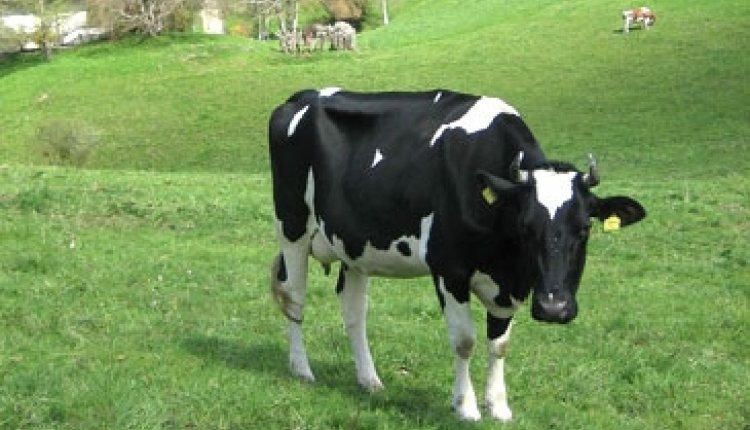 Koe