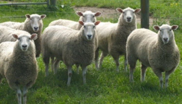 Schapen in wei