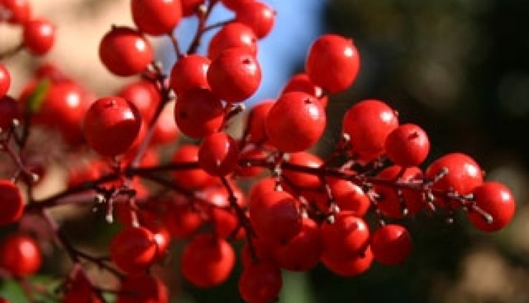 Cranberries