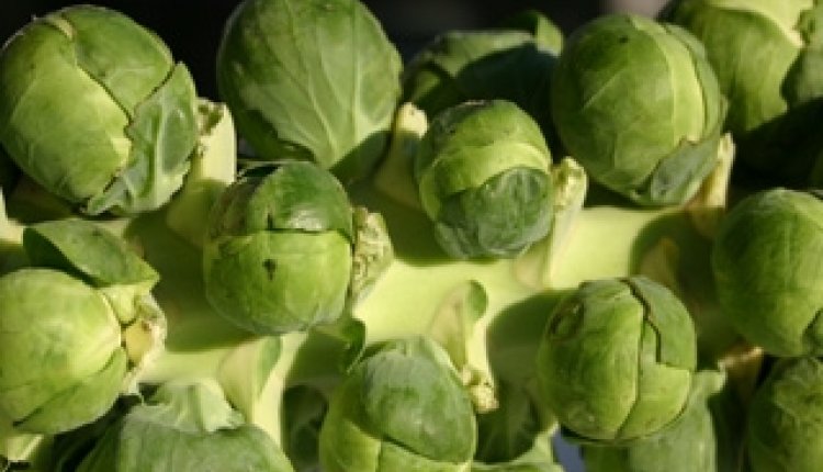 Spruitjes