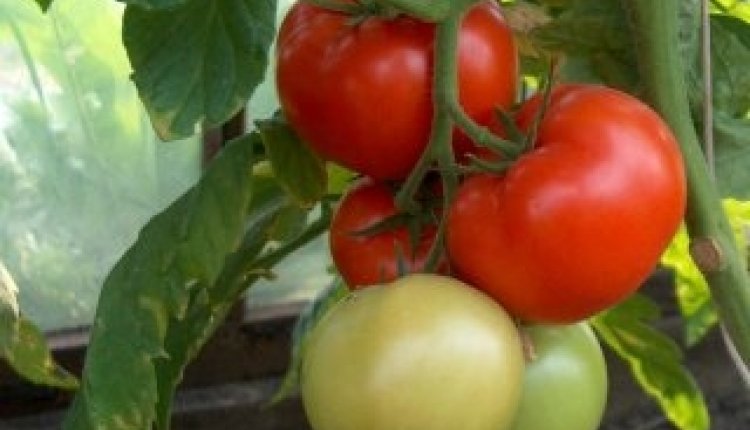 Tomaten