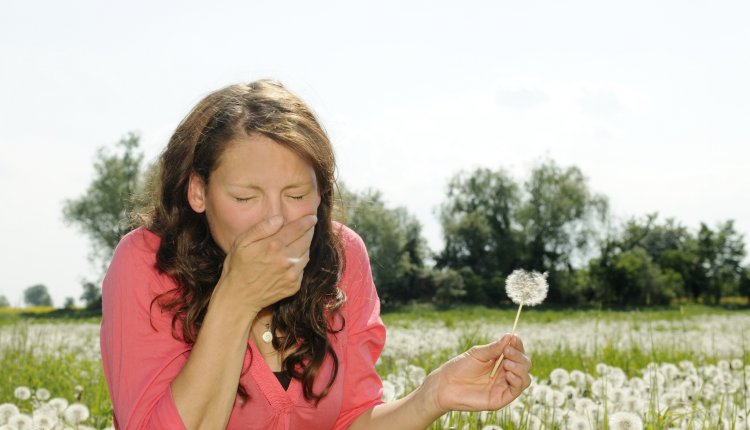 Hooikoorts paardenbloem
