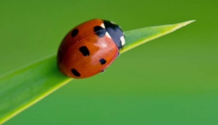 Lieveheersbeestje