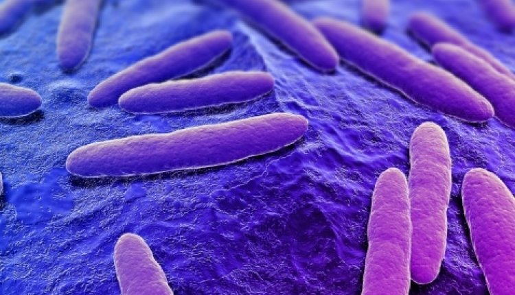 Bacteriepaars