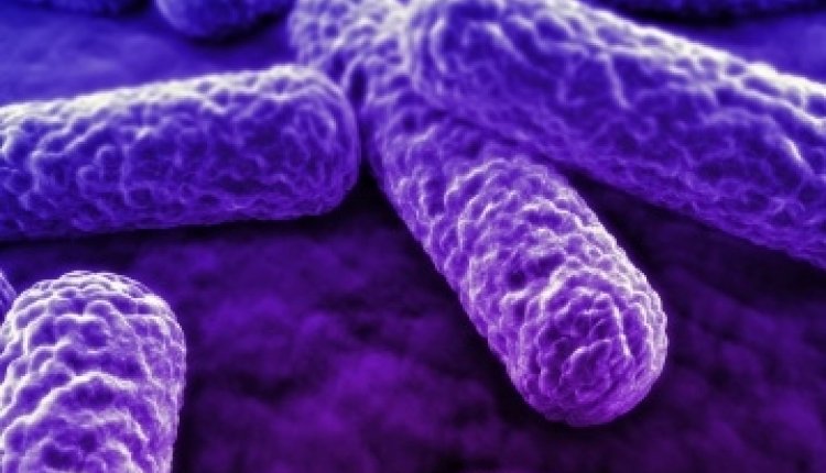 Paarsebacterie