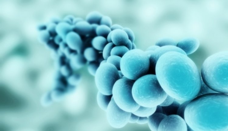Staphylococcus blauw