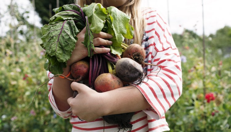 groente-fruit-seizoen