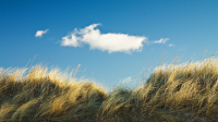 gras