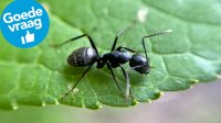 Zwarte mier op een groen blaadje