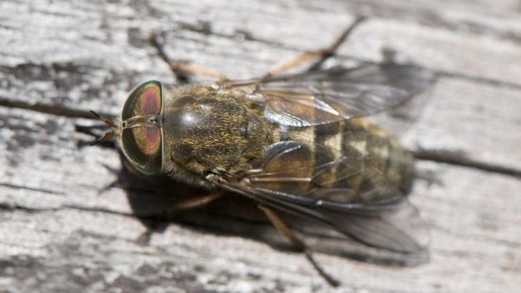 Wat te doen na een beet van de paardenvlieg? | Gezondheidsnet