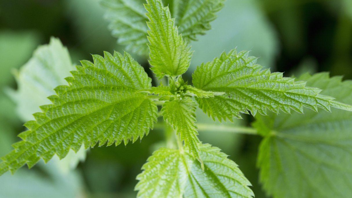 Jeuk door een wat te doen?