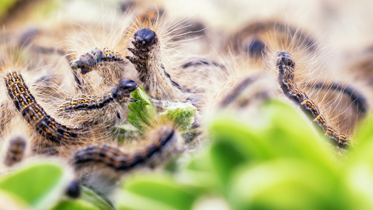 Ik zie je morgen Overtreden atmosfeer Vermijd de eikenprocessierups: klachten door haren | Gezondheidsnet Ik zie je morgen Overtreden atmosfeer Vermijd de eikenprocessierups: klachten door haren | Gezondheidsnet