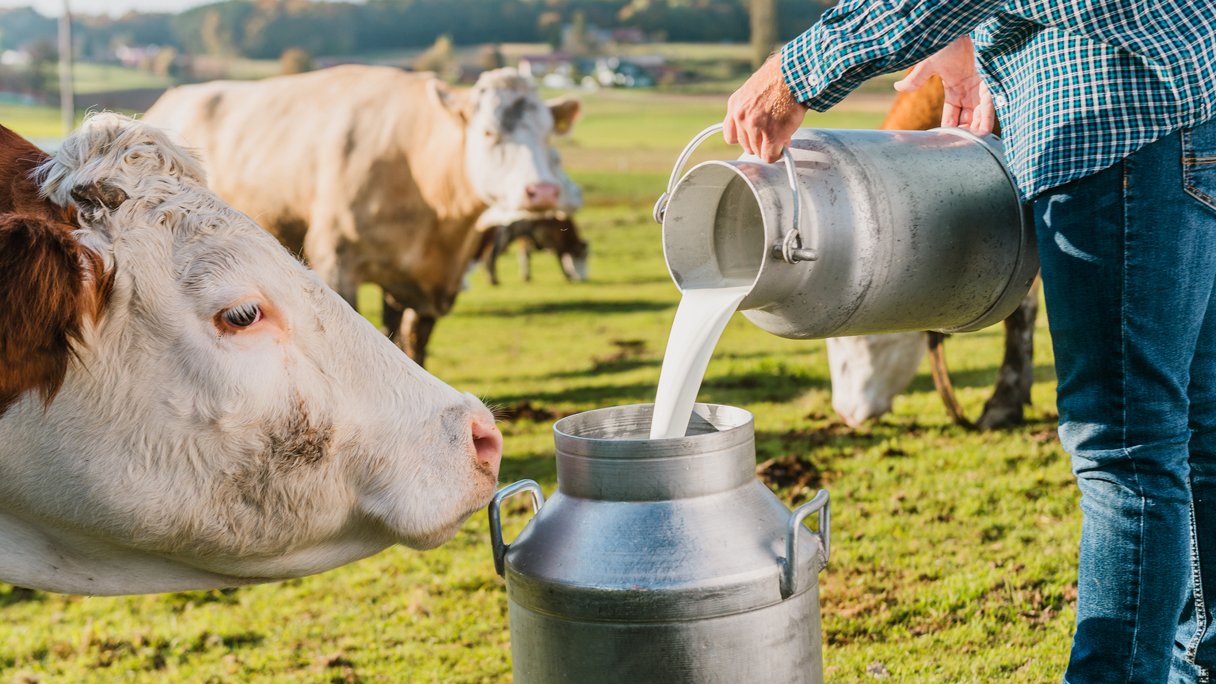 Is rauwe melk van de melktap gezonder dan melk uit een pak?