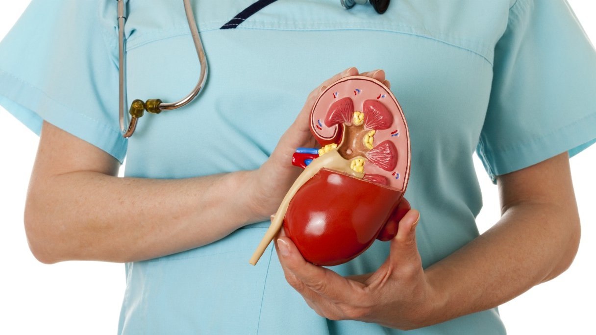 Nierfalen Een Aandoening Met Mogelijk Ernstige Gevolgen Gezondheidsnet