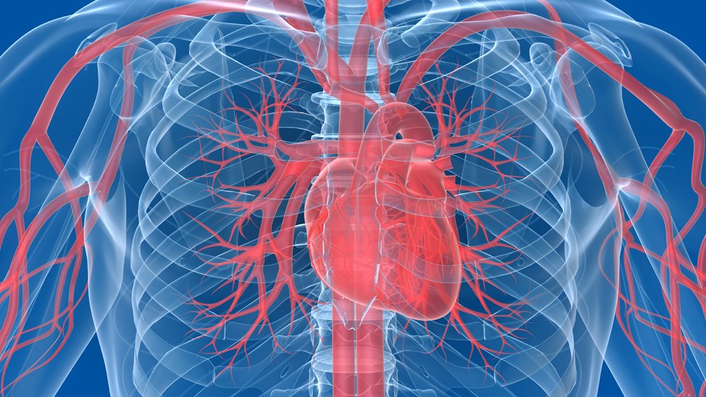 Bloedvaten: 100.000 kilometer lang | Gezondheidsnet