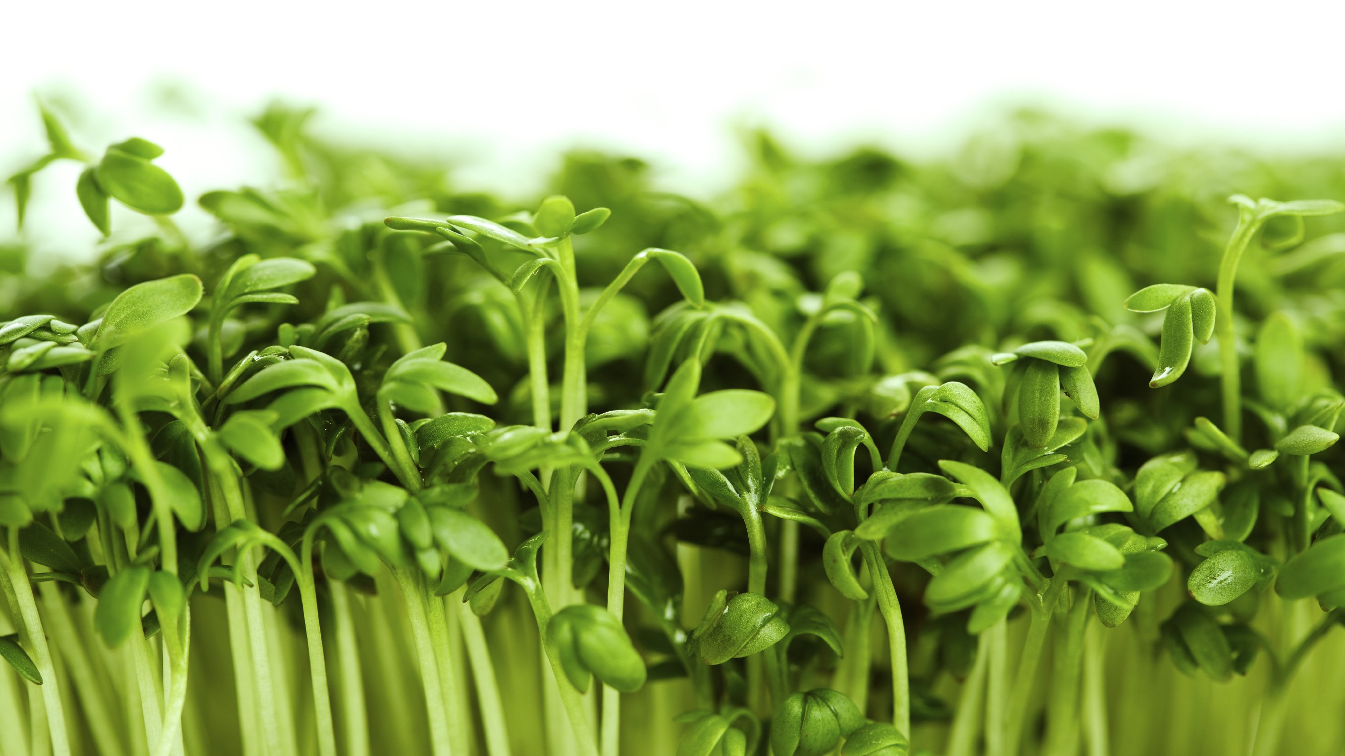 Powerhouse foods zijn de nieuwe superfoods