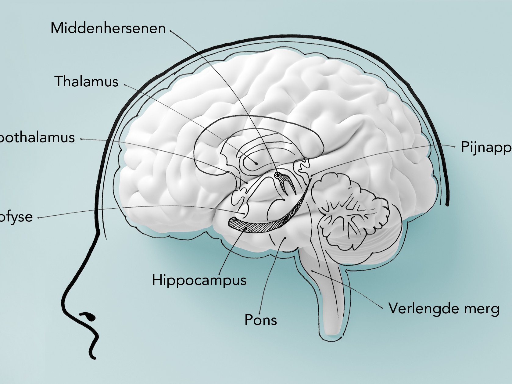 Hersenen Inspanning Anatomie Van De Menselijke Hersenen De Hersenen