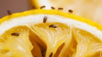Fruitvliegjes op een sinaasappel