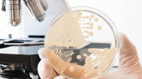 Candida