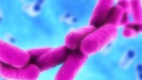 Bacterie