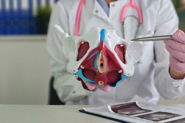dokter wijst bekkenbodem aan